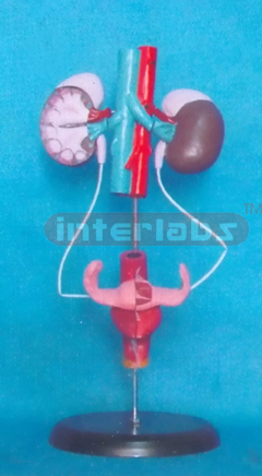 MALE UROGENITAL SYSTEM ON STAND With ADRENAL GLAND